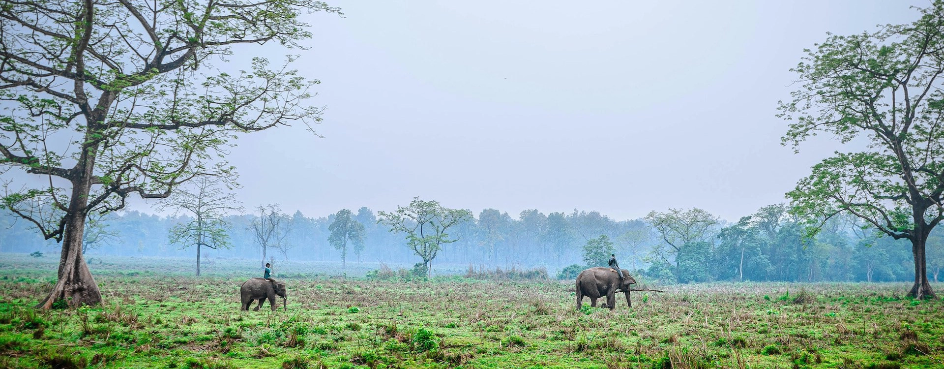 Elephant Ride - Chitwan National park Jungle Safari tour