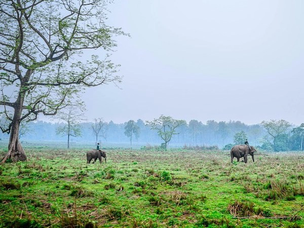 Jungle Safari tour in Nepal