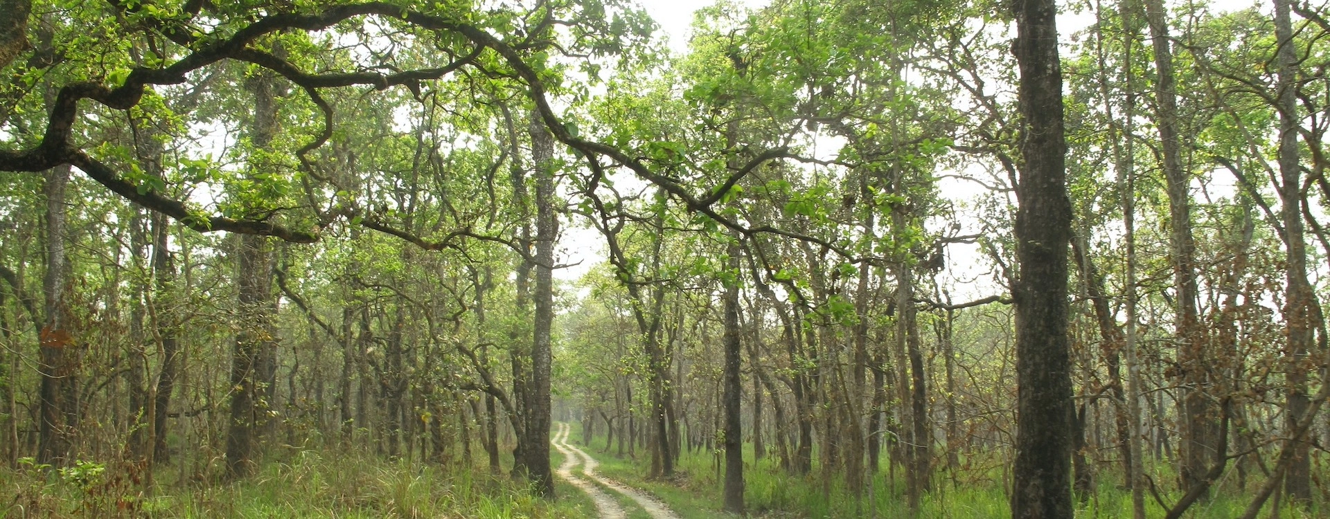 Chitwan Jungle Safari Tour – Explore the Wilderness of Chitwan National Park