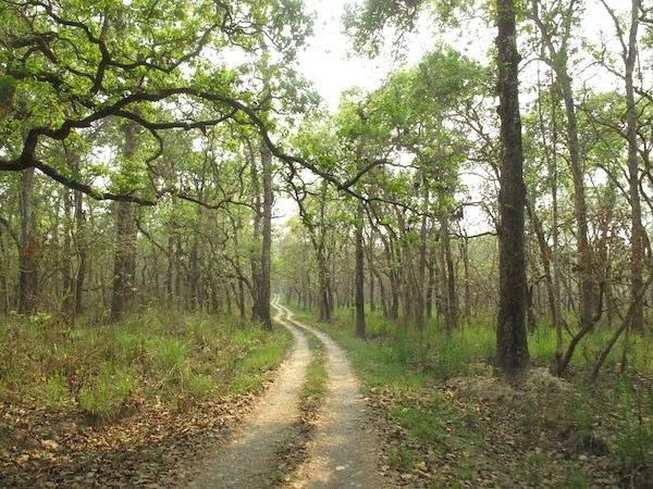 Chitwan Jungle Safari Tour – Explore the Wilderness of Chitwan National Park